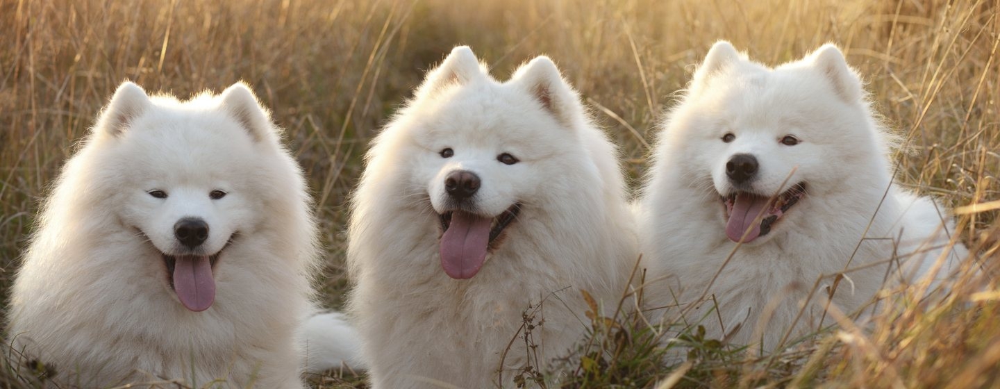 Big furry shop white dog